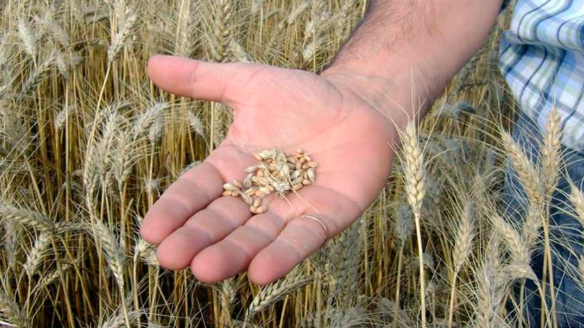 Trigo: productores podrán acceder a análisis de calidad gratuitos y anónimos en la provincia de Buenos Aires