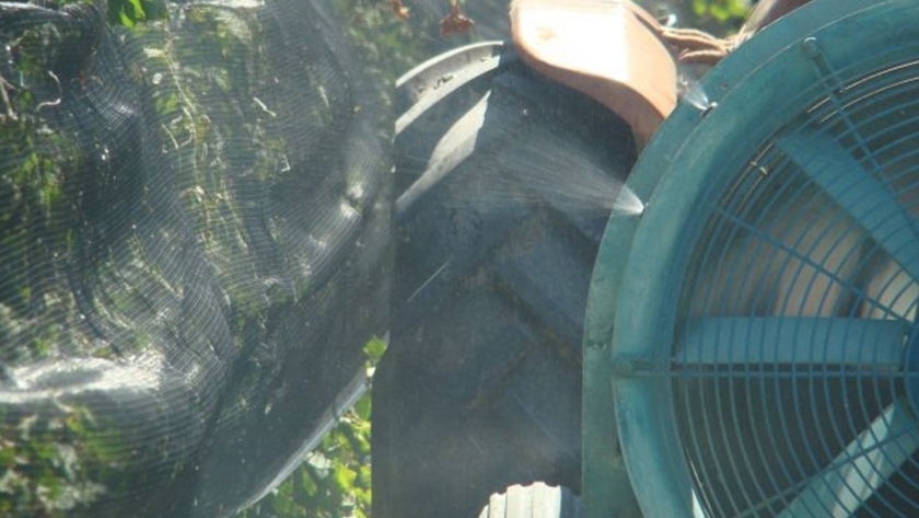 Iscamen solicita a productores aplicar insecticidas recomendados contra la Polilla de la Vid