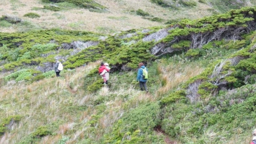 Convocatoria a planes de manejo y conservación de bosques nativos