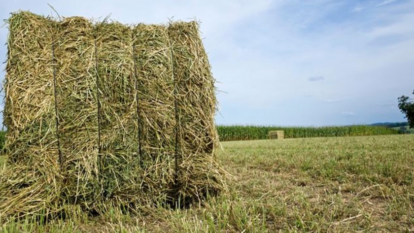 El heno de alfalfa se posiciona en el mercado mundial