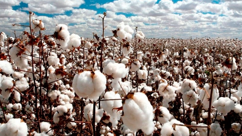 El gobierno chaqueño financiará a productores algodoneros