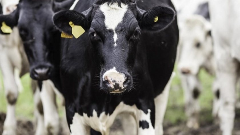 La producción nacional de leche se redujo 2% en 2023: No fue el cataclismo que algunos preveían, pero tampoco da para festejos