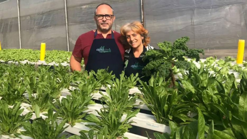 El proyecto de cultivos hidropónicos que se destaca por su alta calidad