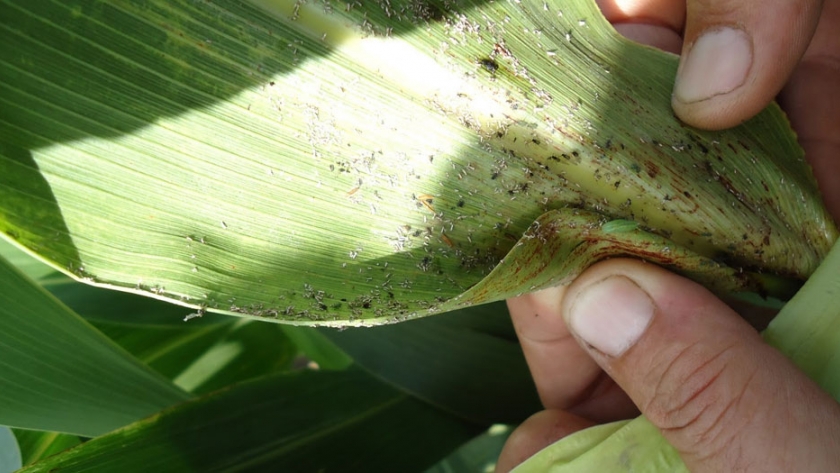 Sorgo: se detectó presencia de pulgón