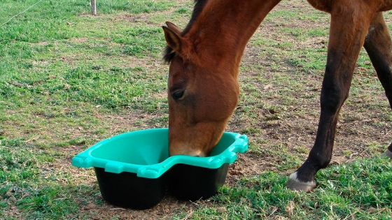Comederos y bebederos para equinos de Feed Plast
