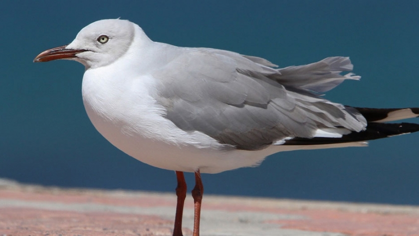 En el Gran Día del conteo Mundial de Aves, el Parque del Bicentenario registró una especie llamativa
