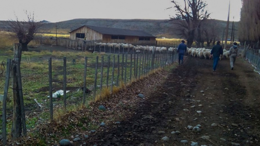 Prefinancian la producción lanera de la región Sur y Norte de la provincia de Neuquén