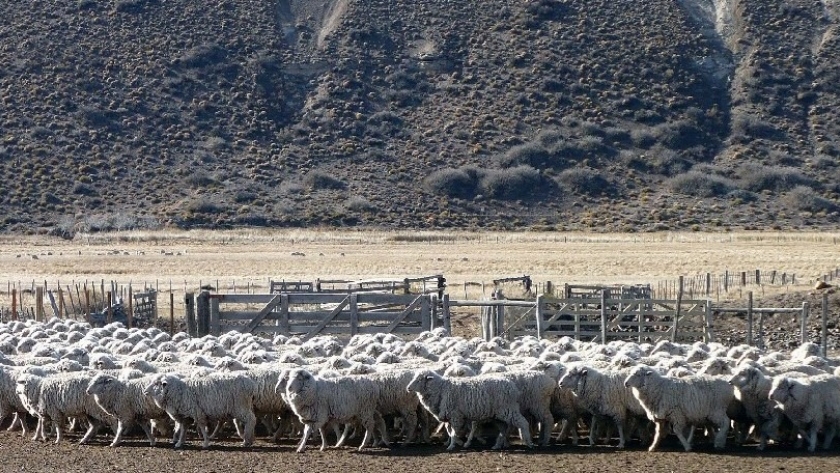 Ley Ovina: se ejecutó el presupuesto 2021 con más de $12 millones que serán invertidos en Río Negro