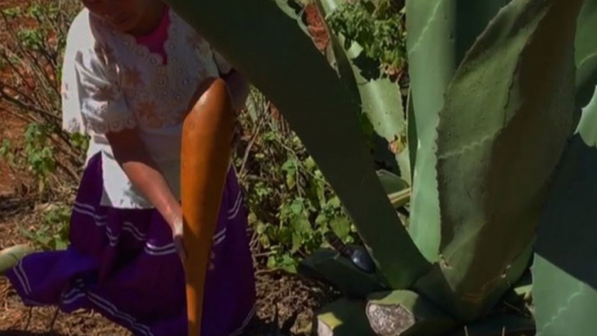 Mexico - mujeres que progresan produciendo pulque y tejiendo palma