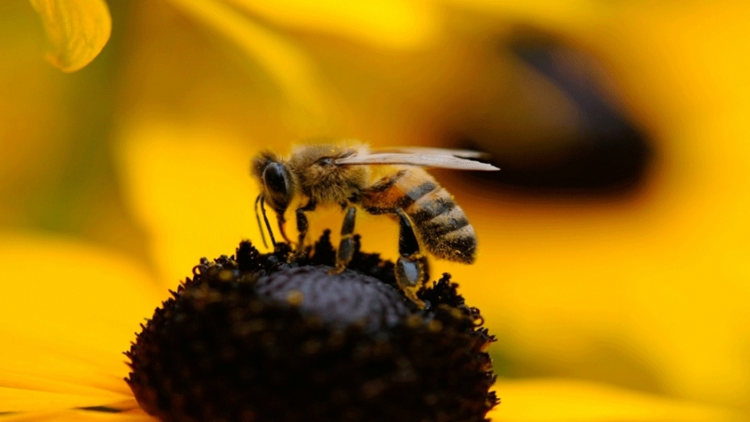 Descubren nuevas especies de abejas