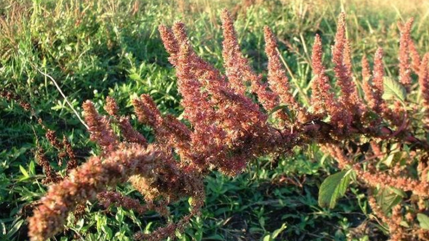 Confirman en Santa Fe la primera resistencia de yuyo colorado a un herbicida preemergente clave