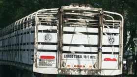 Cuáles son las tarifas para el transporte de animales vivos
