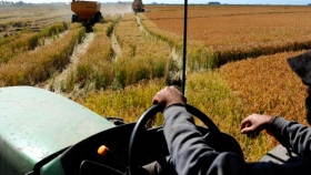 Apuran el ingreso de arroz extra-Mercosur