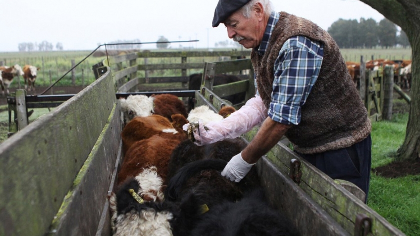 Nuevo Sistema Por Internet De Reacreditacion En Programas De Sanidad Animal Agroempresario Com