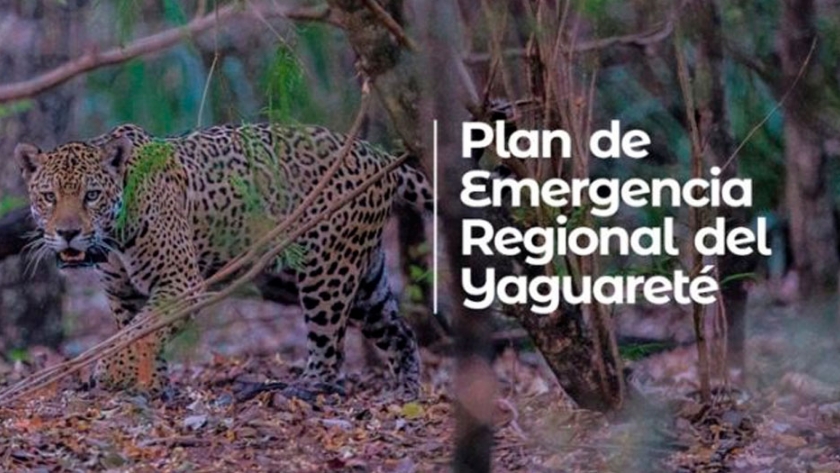 Reactivan Plan de Emergencia Regional para la conservación del Yaguareté