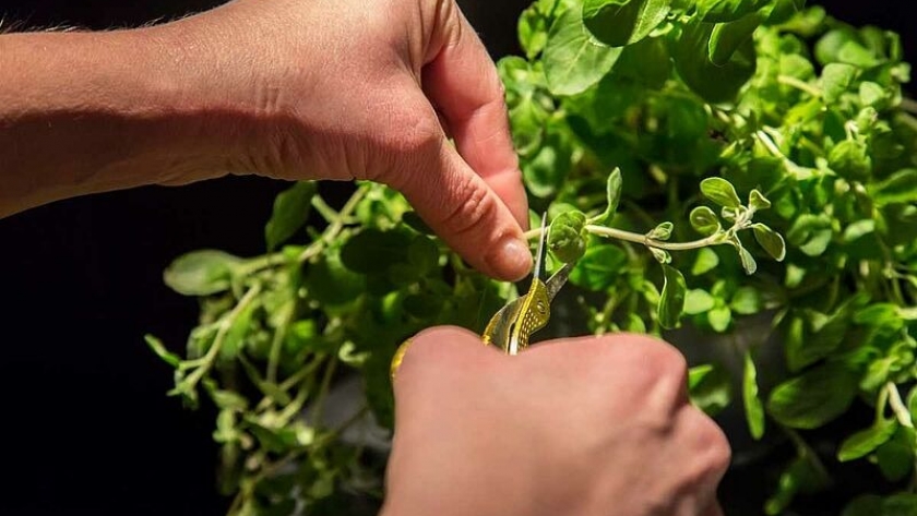 Lago Futalaufquen: Provincia fortalece la producción de plantas nativas en el Vivero de la Escuela Nº25