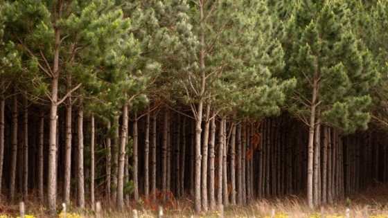 El RIGI y la ley 25.080: impulsores del crecimiento en el sector foresto-industrial