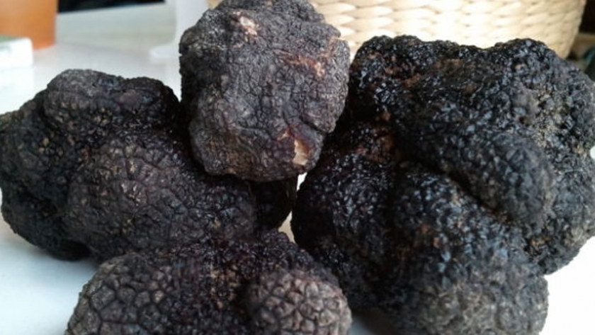Trufas: cómo es el trabajo de un productor del NOA