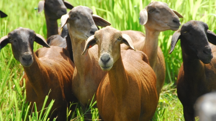 Entre Ríos concretó la segunda importación de ovinos de la raza Santa Inés