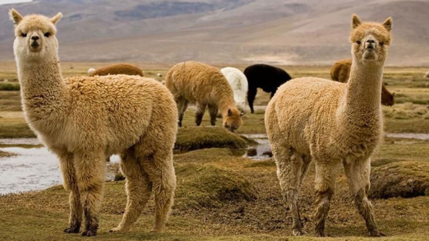 Investigadores peruanos crean nanocápsulas que ayudan a conservar carne de alpaca