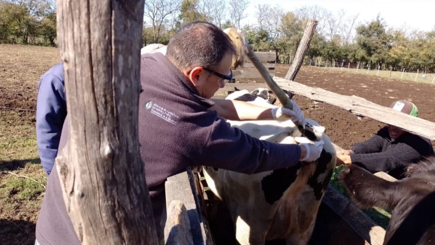 Brucelosis bovina: SENASA amplía la vacunación estratégica a más establecimientos