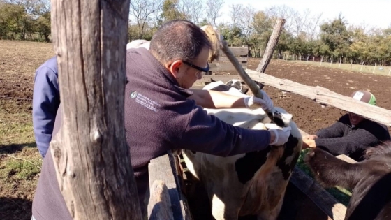 Brucelosis bovina: SENASA amplía la vacunación estratégica a más establecimientos