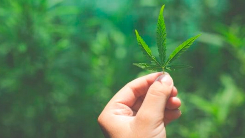El cannabis puede ser el nuevo agronegocio