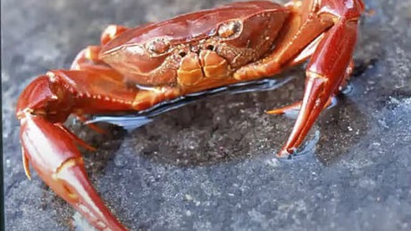 La enfermedad del cangrejo representa una amenaza para las poblaciones de mariscos