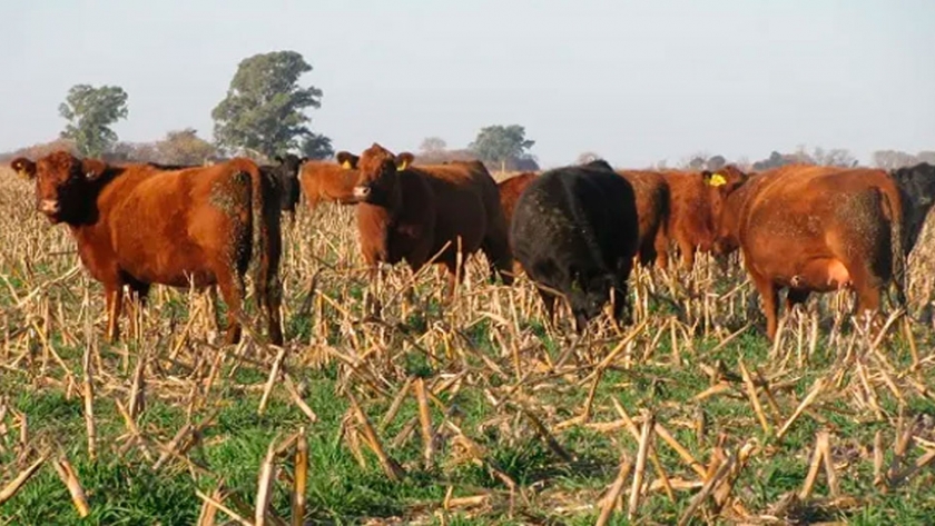 Entre Ríos busca chipear la hacienda para certificar la carne bajo el sello Carnes Entrerrianas