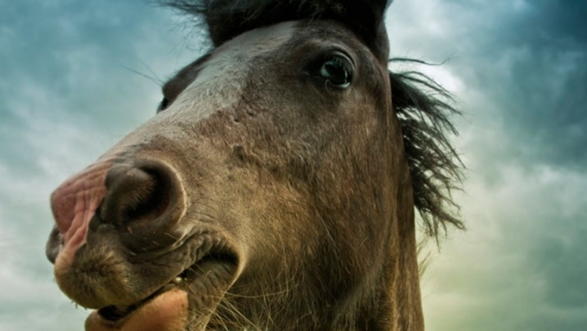 Todo bicho que camina va a parar al asador, incluyendo los caballos: En 2019 se faenaron 104 mil ejemplares
