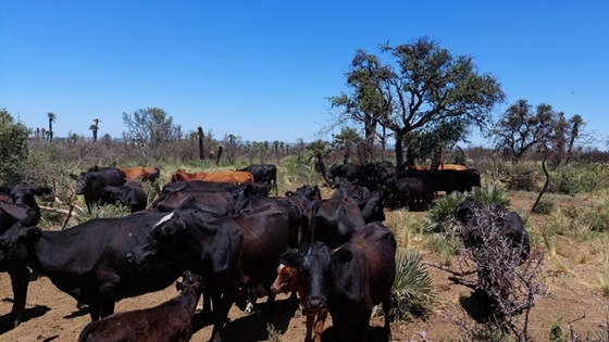 <¿Por qué la reserva forrajera es beneficiosa para la ganadería?