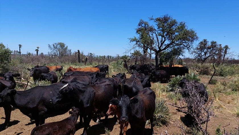 ¿Por qué la reserva forrajera es beneficiosa para la ganadería?