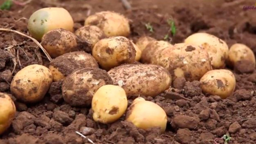 Cómo elegir una papa semilla con alto potencial de rendimiento