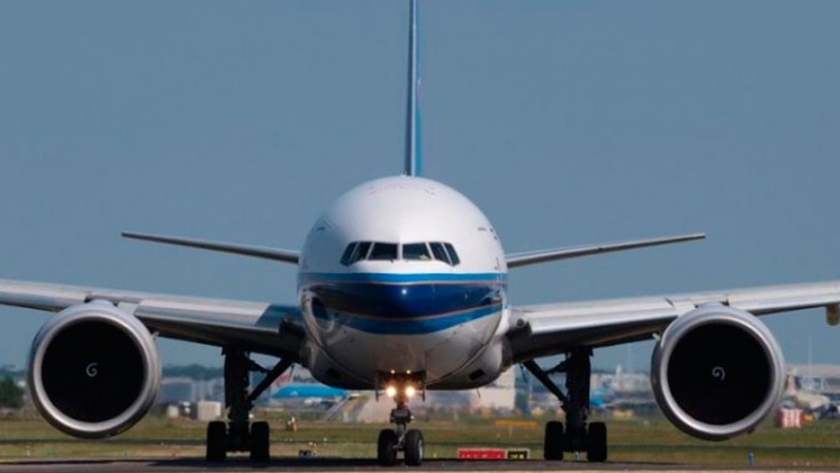 Buscan obtener biocombustibles para aviones con una palmera argentina