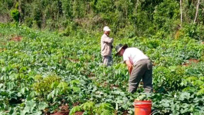 Buenas perspectivas para la cosecha de sandías misioneras de la región del valle del Cuñá Pirú 