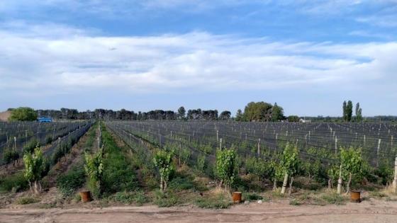 En el día del vino, se terminó de confirmar que Argentina tuvo la cosecha de uva “más baja desde que se tienen registros”