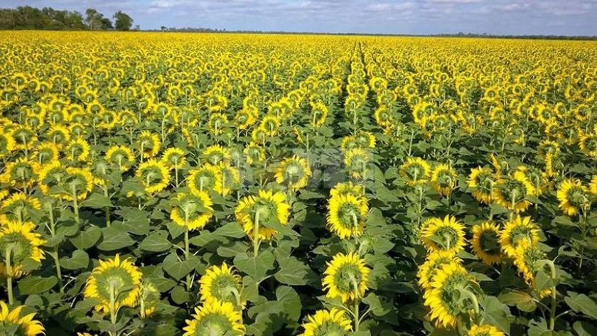 Campaña de girasol: qué hay que tener en cuenta y cuáles son claves para maximizar el rinde