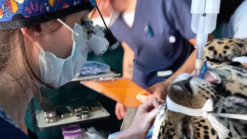 Corrientes hace punta en protección y cuidado de la fauna regional
