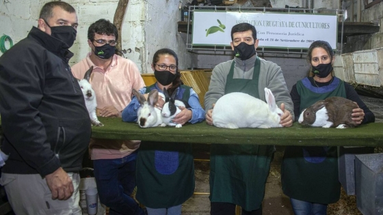 <Cunicultura en Uruguay: asociación brinda cursos para mejoramiento de razas, producción de carne y venta de mascotas