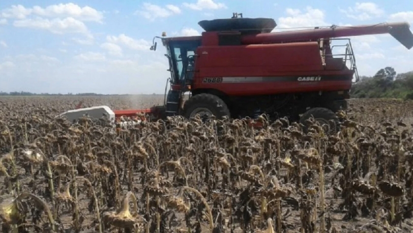Agricultura declara el estado de desastre agropecuario en Chaco por sequía