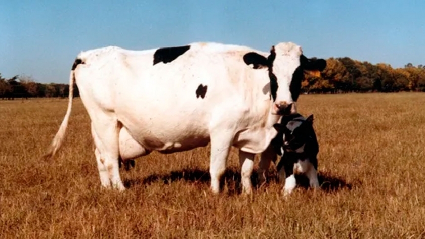 Argentina encabeza el ránking de crecimiento en producción de leche