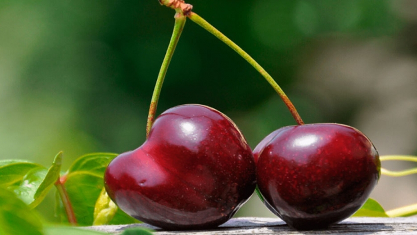 Tecnología aplicada en los campos de cereza