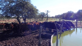 Problemas sanitarios en bovinos, asociados a elevadas temperaturas ambiente