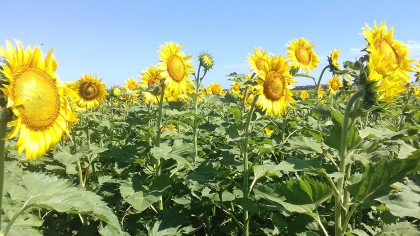 Ensayos Comparativos de Rendimiento de Girasol 2019/20