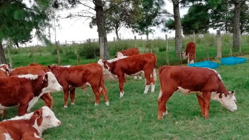 Uruguay, ¿la ganadería juega al empate?