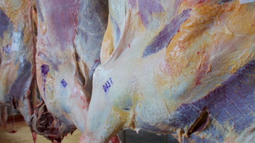 Argentina se despertó la “siesta” y ahora tramita la exportación de carne vacuna con hueso a Israel que ya lograron sus vecinos