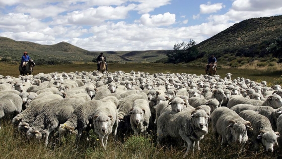 <Entre Ríos: la mesa ovina analizó proyectos productivos por más de 37 millones de pesos
