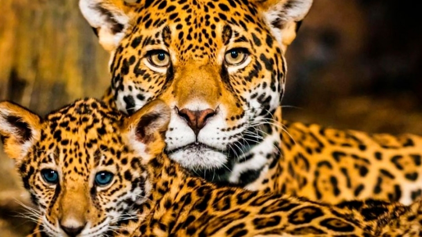 El yaguareté, una especie amenazada