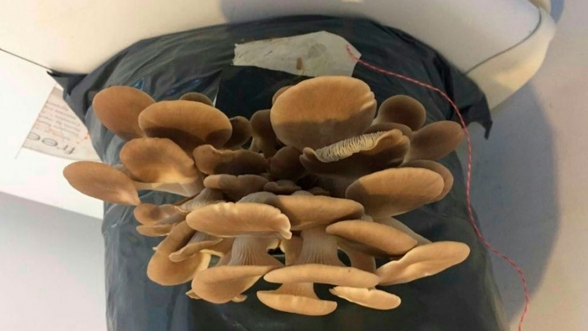 Gírgolas: un hongo gourmet altamente demandado en las zonas urbanas