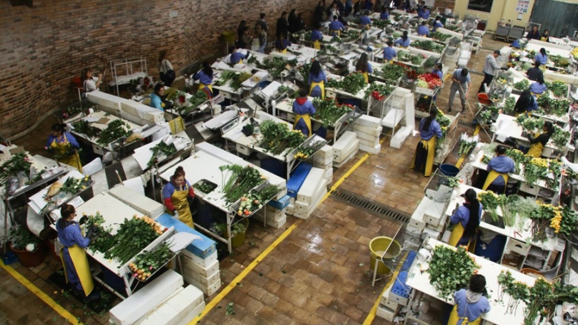 Tallos de rosa muestran alto potencial para producir biocombustibles y químicos